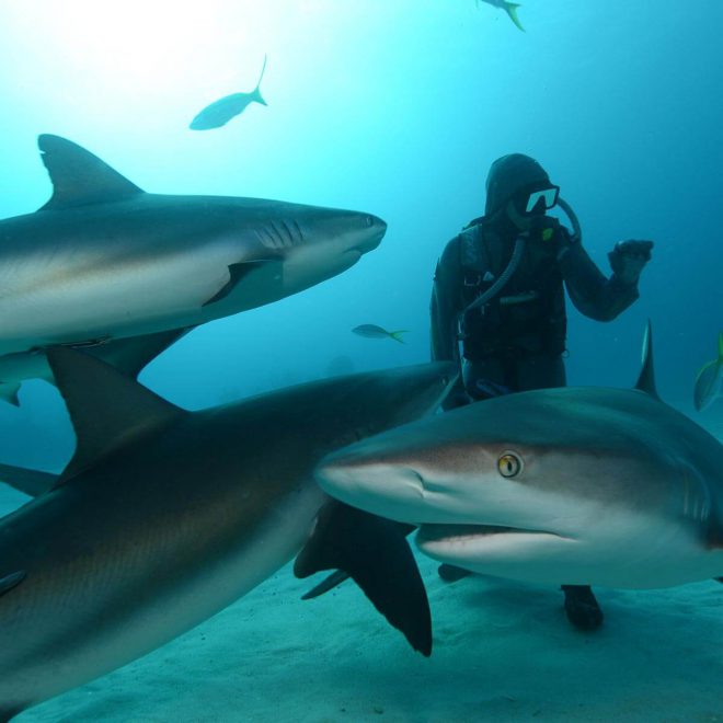 people-of-water-sharks-cristina-zenato-1