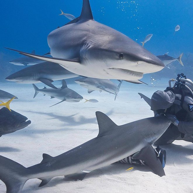 people-of-water-sharks-cristina-zenato-2