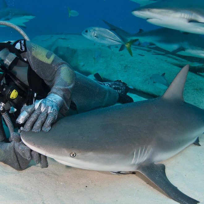 people-of-water-sharks-cristina-zenato-4